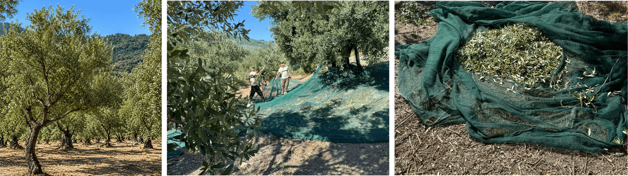 The Musto olive grove at Acquavella: the trees, the harvest with nets and freshly picked Salella olives