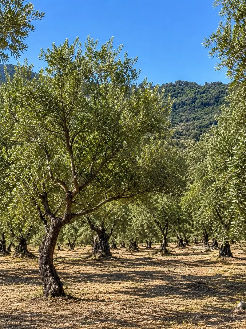 Musto organic olive grove at Acquavella with the hills of the Cilento