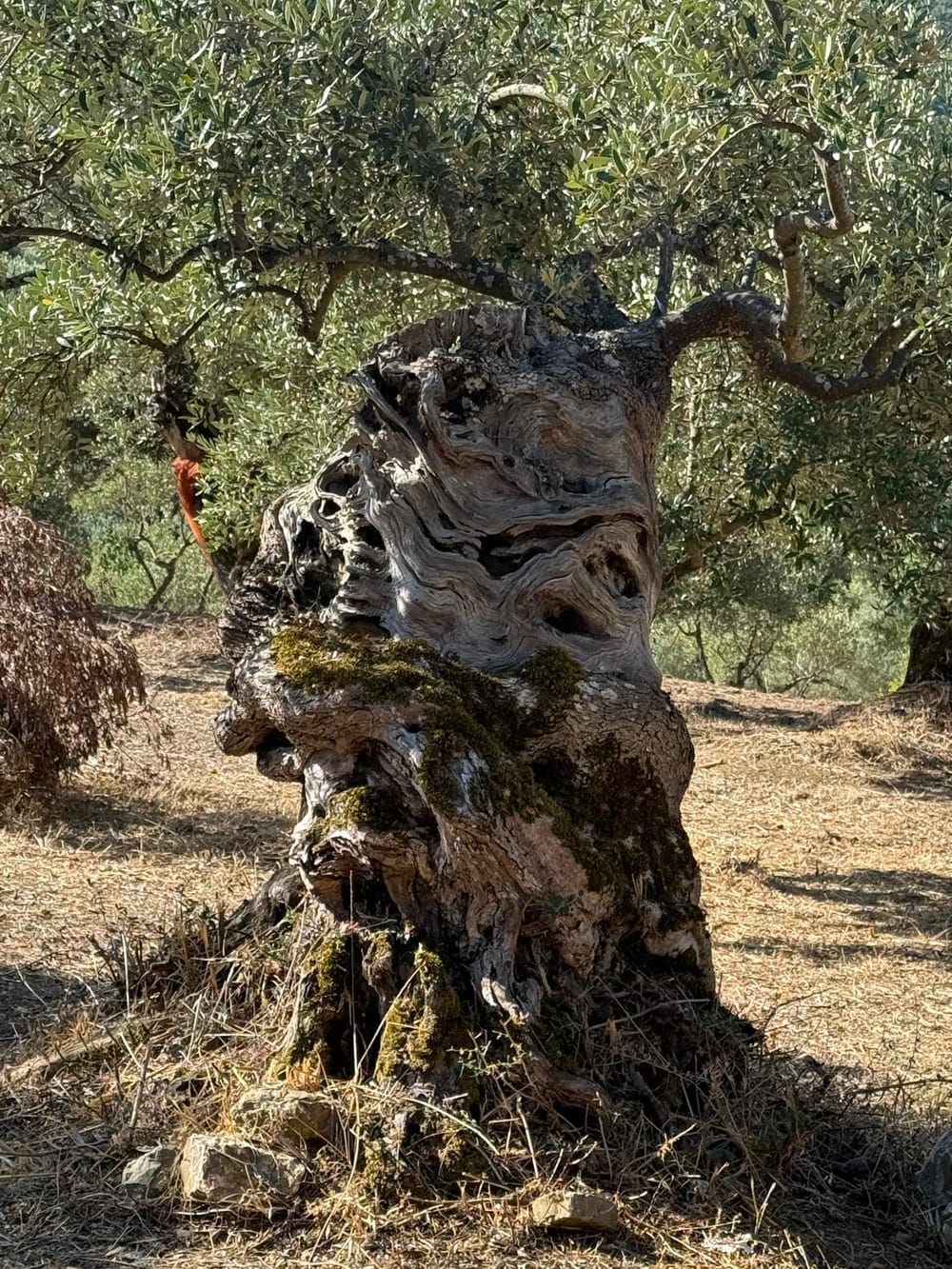 Olive tree over 400 years old in the Musto groves at Acquavella